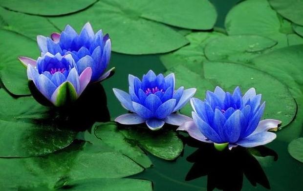 blue-lotus.jpg