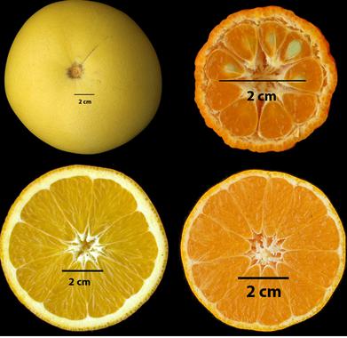 la-clementina-revela-la-evolución-de-los-citricos-por-su-genoma