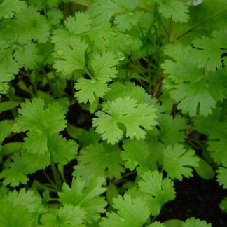 Semillas de cilantro