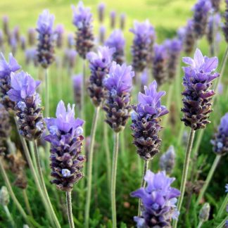 Semillas de Lavanda