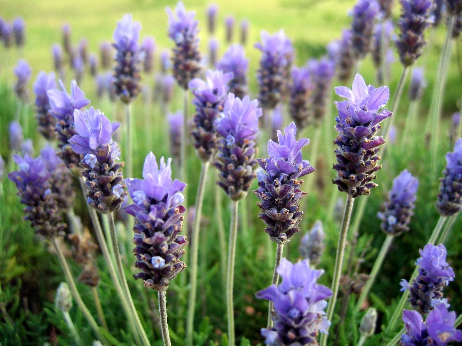 LAVANDA