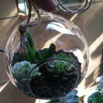 Terrario con suculentas en vasija de vidrio