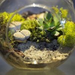 Terrario de suculentas y cactus