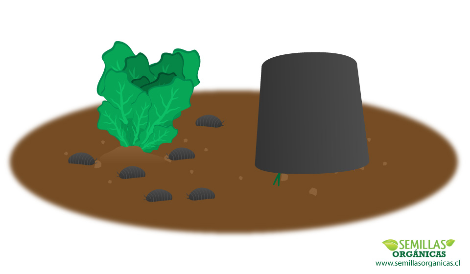 germinar-semillas-loto_00