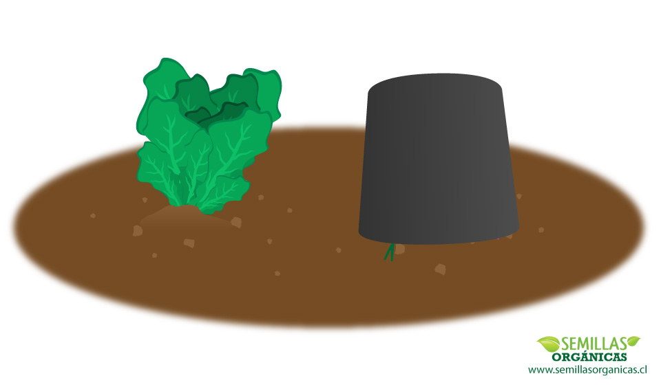 germinar-semillas-loto_00