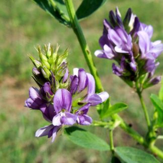 Semillas de alfalfa