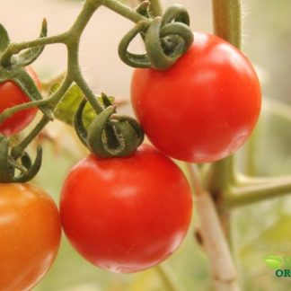 Semillas de tomate cherry rojo