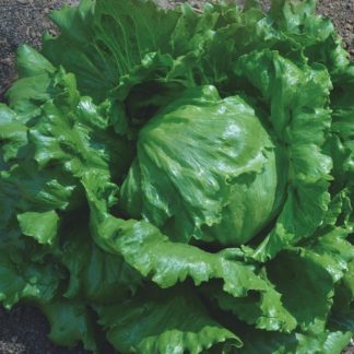 Semillas de lechuga Carola Grandes lagos