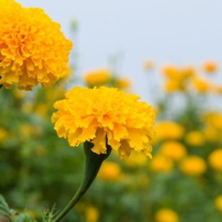Semillas de Clavelón Amarillo Alto