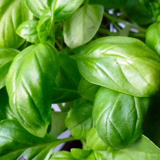 Semillas de Albahaca Hoja Ancha
