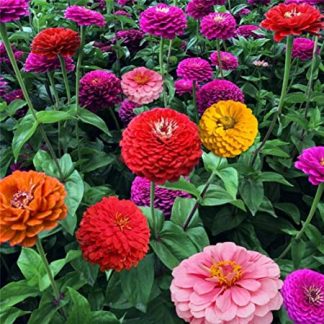 Semillas de Zinnia Gigante Mix