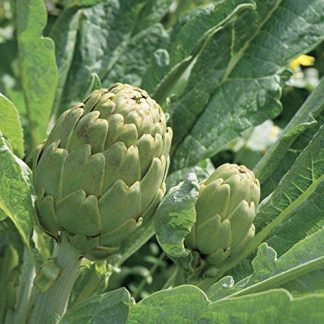 Semillas de alcachofa