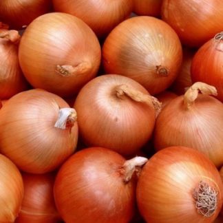 Semillas de cebolla valenciana