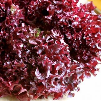 Semillas de lechuga Red Salad