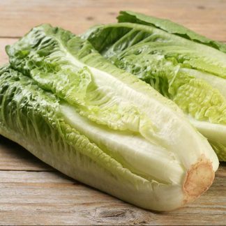 Semillas de lechuga Costina Parris Island
