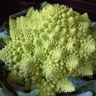 Semillas de Coliflor Romanesco