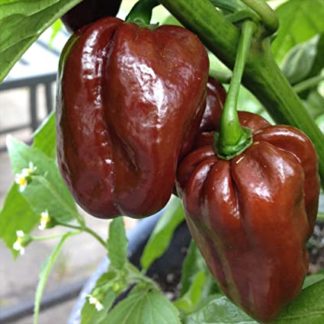Semillas de ají habanero chocolate