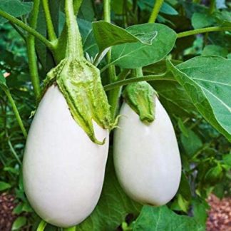 Semillas de berenjena blanca