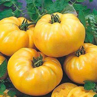 Semillas de tomate Amarillo