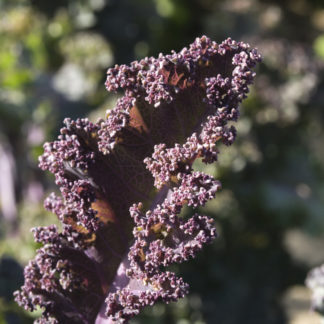 Semillas ecológicas de Kale Rojo