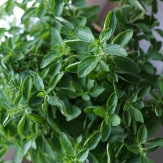 semillas ecologicas de oregano