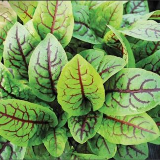 Semillas de Rumex Vena roja