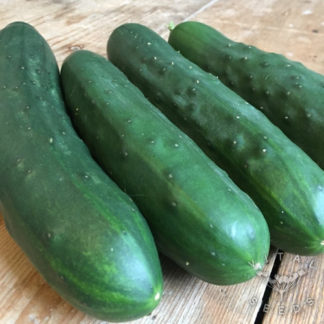 Semillas de pepino marketmore