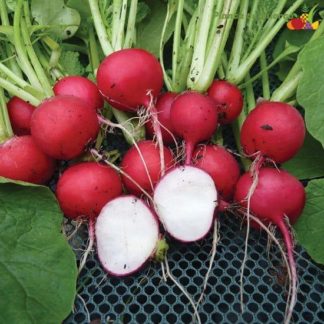 Semillas de Rabanito cherry bell