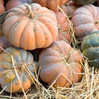 Semillas de Zapallo Muscat