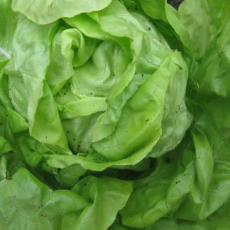 Semillas de lechuga white boston