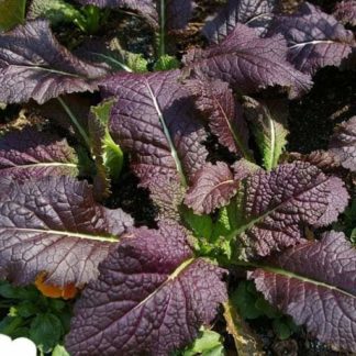 Semillas orgánicas certificadas de Mostaza de hoja