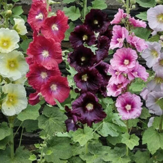 Semillas de Malva Reina