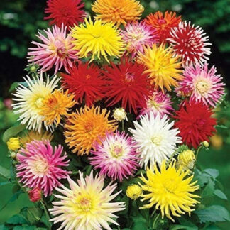 Semillas de Dalia Cactus