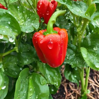 semillas de pimenton rojo