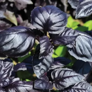 Semillas libres de químicos de Albahaca Morada