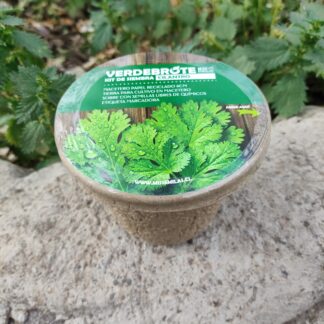 Kit de siembra POT Cilantro