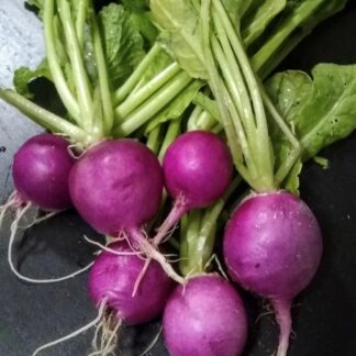 Semillas de Rabanito morado para brotes